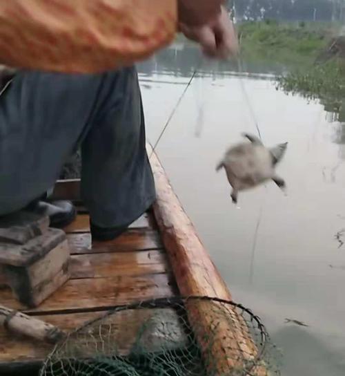 如何有效钓到野生甲鱼？掌握哪些技巧能提高成功率？