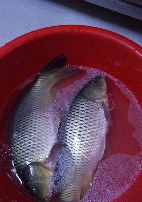 如何有效钓到野生鲤鱼和草鱼？掌握哪些技巧和方法？