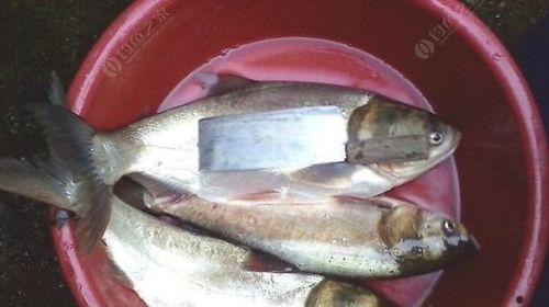 如何有效钓到野生鲢鱼？掌握哪些技巧可以提高成功率？