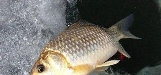 如何有效钓到野生沙沟鱼？有哪些必备技巧和常见问题解答？