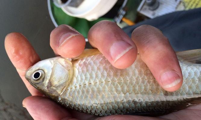 如何钓野生沙沟鱼？掌握这些技巧能提高成功率吗？