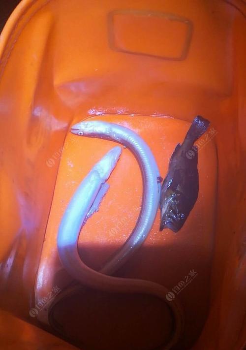如何有效钓到野生鳝鱼？掌握这些技巧了吗？