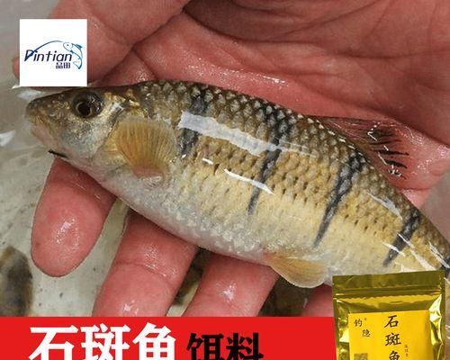 如何有效钓到野生石斑鱼？有哪些必备技巧和常见问题解答？