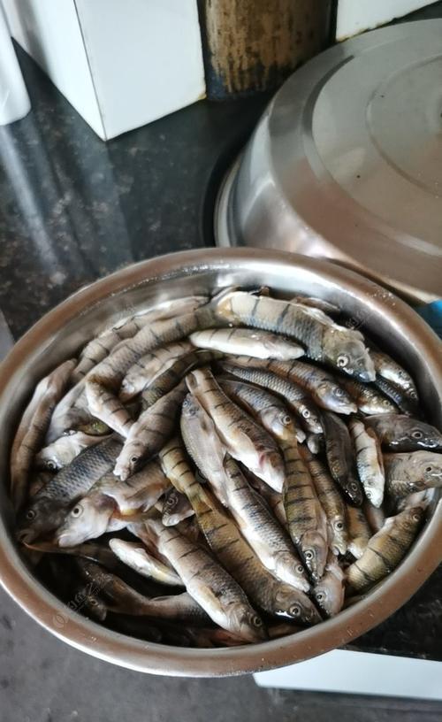 如何有效钓到野生石斑鱼？有哪些必备技巧和常见问题解答？