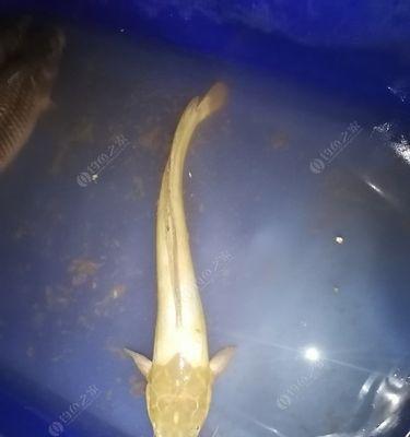 如何提高钓野生塘虱的成功率？有哪些必备技巧和常见问题解答？