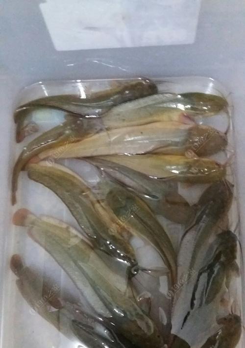 如何提高钓野生塘虱的成功率？有哪些必备技巧和常见问题解答？
