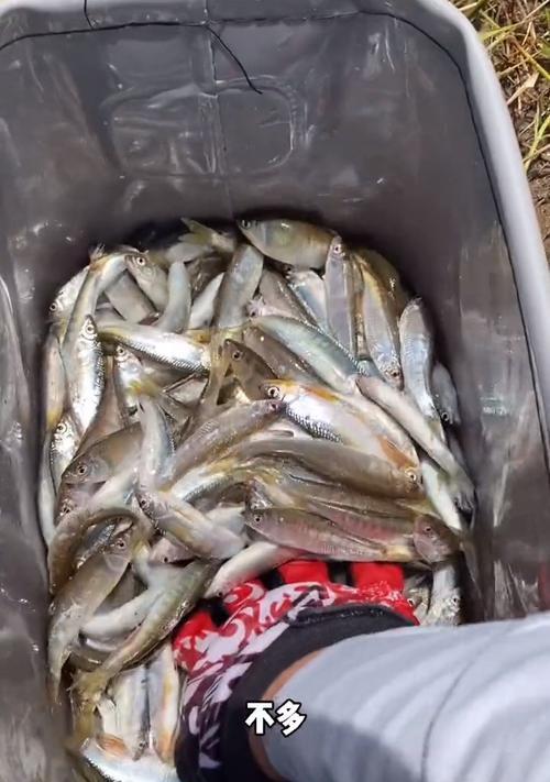 如何钓野生溪鱼？掌握哪些技巧和方法能提高成功率？