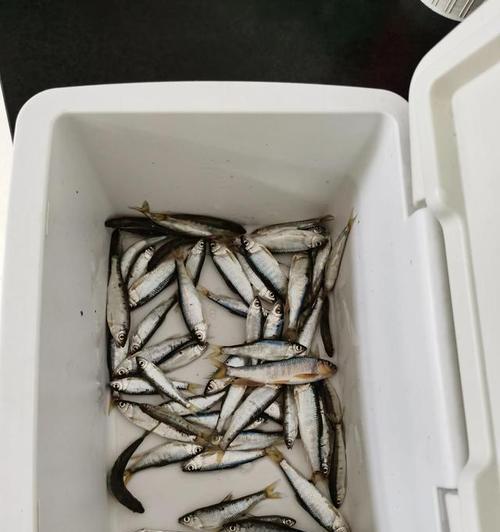 如何掌握钓野生溪鱼的技巧？常见问题有哪些？