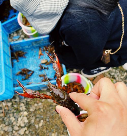 如何钓野生小龙虾？有哪些有效的方法和技巧？