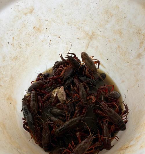如何钓野生小龙虾？有哪些有效的方法和技巧？