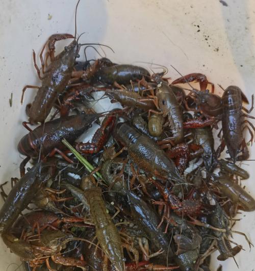 如何钓到更多野生小龙虾？掌握这些技巧了吗？