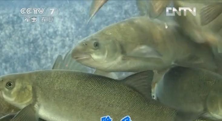 如何提高钓野生雅鱼的成功率？掌握哪些技巧和方法？