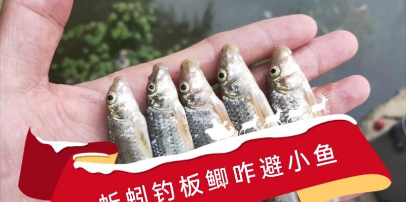 如何高效钓到野生杂鱼？掌握这些技巧和方法了吗？