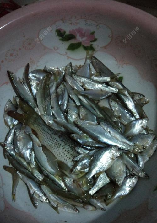 如何有效钓到野生杂鱼？掌握这些技巧了吗？