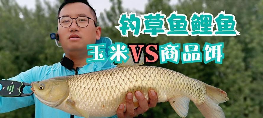 如何有效钓到野外草鱼？掌握哪些技巧和方法？