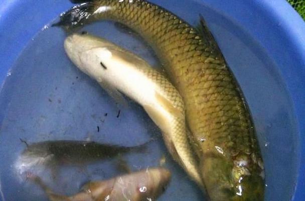 如何有效钓到野外草鱼？掌握哪些技巧和方法？