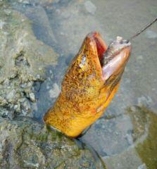 钓野鸭最好的方法和技巧是什么？如何提高钓鱼效率？