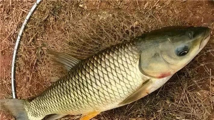 如何快速钓到野鱼？掌握哪些技巧能提高上钩率？