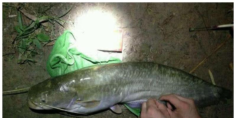 钓夜鱼有什么技巧和方法？如何提高夜间钓鱼的效率？