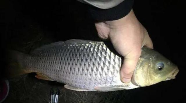 钓夜鱼有什么技巧和方法吗？如何提高夜间钓鱼的效率？