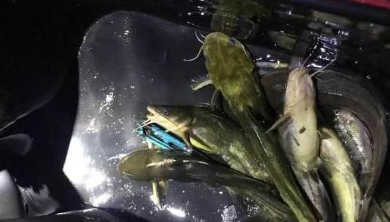 钓夜鱼有什么技巧和方法吗？如何提高夜间钓鱼的效率？
