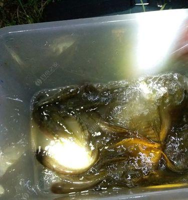 钓夜鱼有什么技巧吗？如何提高夜间钓鱼的成功率？