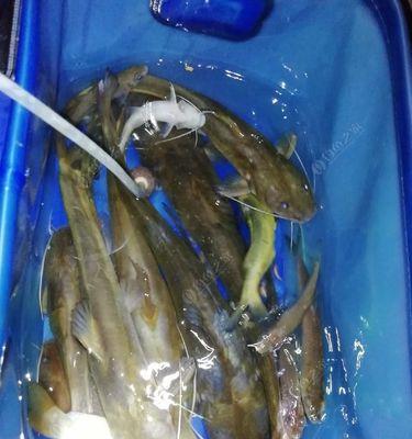 钓夜鱼有什么技巧？如何提高夜间钓鱼的成功率？