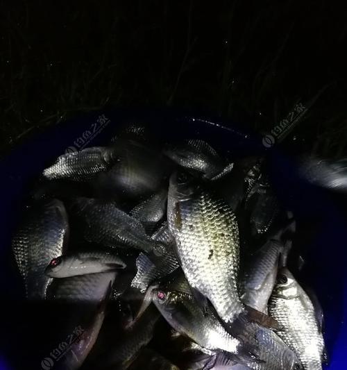 钓夜鱼有什么技巧？如何提高夜间钓鱼的成功率？