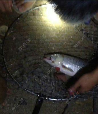 钓夜鱼有什么技巧教程？如何提高夜间钓鱼的成功率？