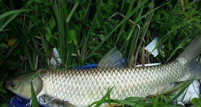 钓友私藏浮钓技巧有哪些？如何提高浮钓成功率？