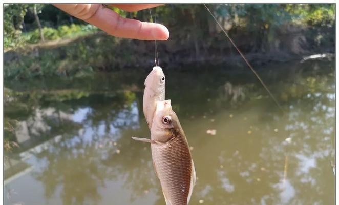 如何正确使用钓友之窗浮漂？掌握这3点技巧轻松提升钓鱼体验！