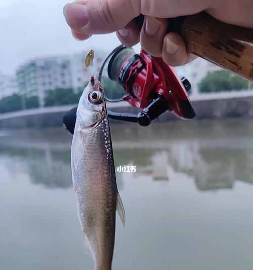如何掌握钓鱼的10条经典技巧？这些技巧能提高钓鱼成功率吗？