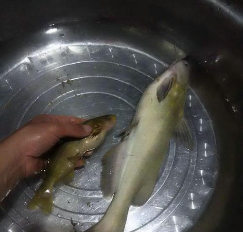 如何高效钓到昂桑鱼？掌握这些技巧了吗？
