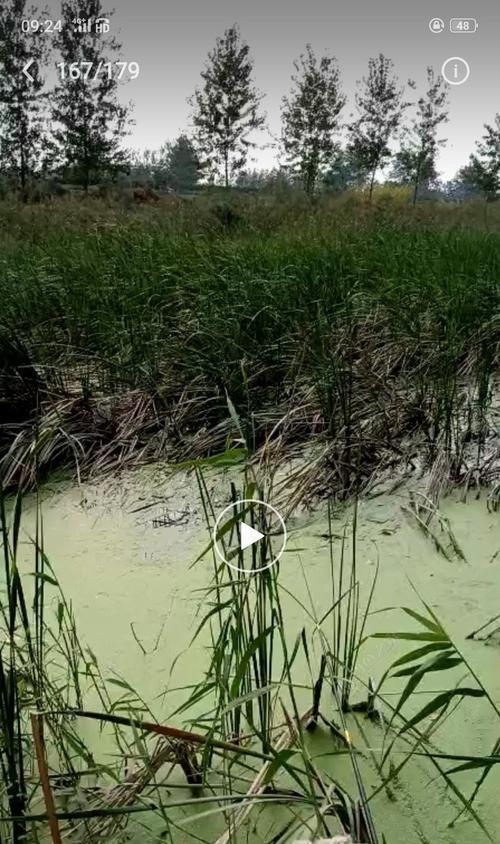 钓鱼扒草窝的技巧是什么？如何提高钓鱼效率？