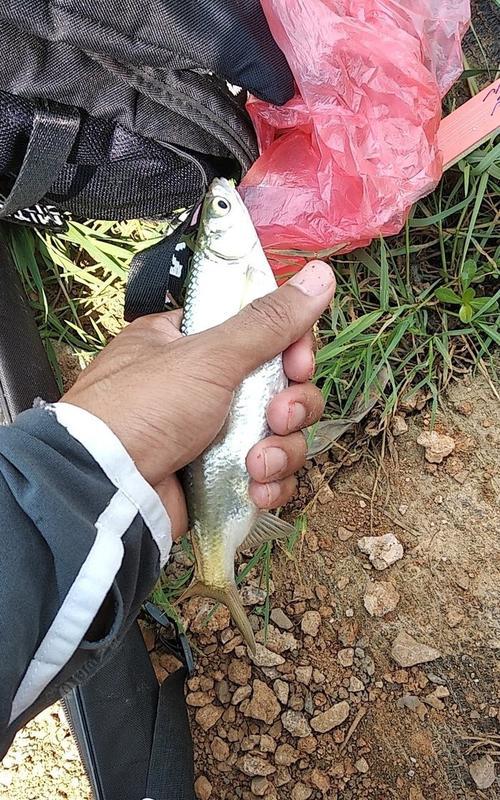 钓鱼拔河的技巧是什么？如何提高钓鱼拔河的成功率？