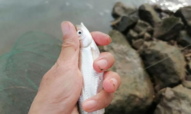 半飞铅钓鱼技巧有哪些？如何提高钓鱼效率？