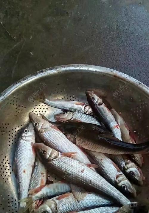 如何正确绑制鱼食提高钓鱼成功率？常见错误有哪些？