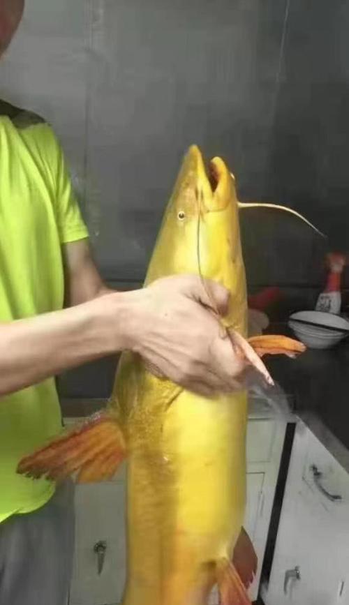 如何在钓鱼时保护鱼类？有哪些有效的保护技巧？