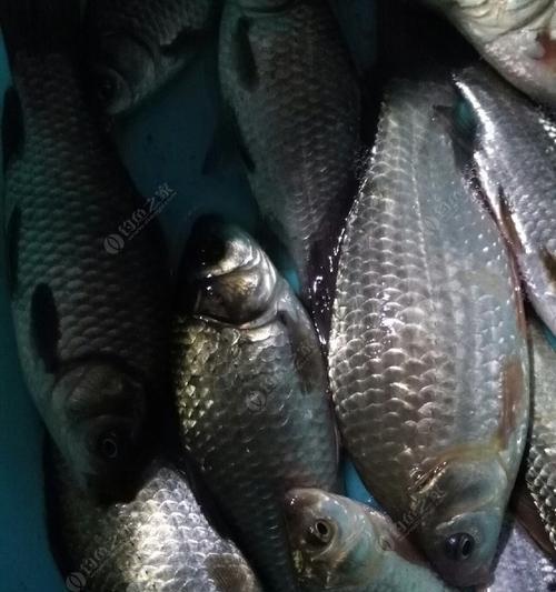 如何正确使用钓鱼饵料分家技巧？分家技巧有哪些常见问题？
