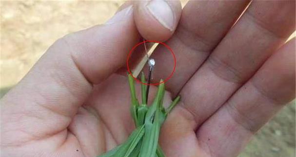 如何正确使用钓鱼饵料挂饵技巧教程？挂饵技巧有哪些常见问题？