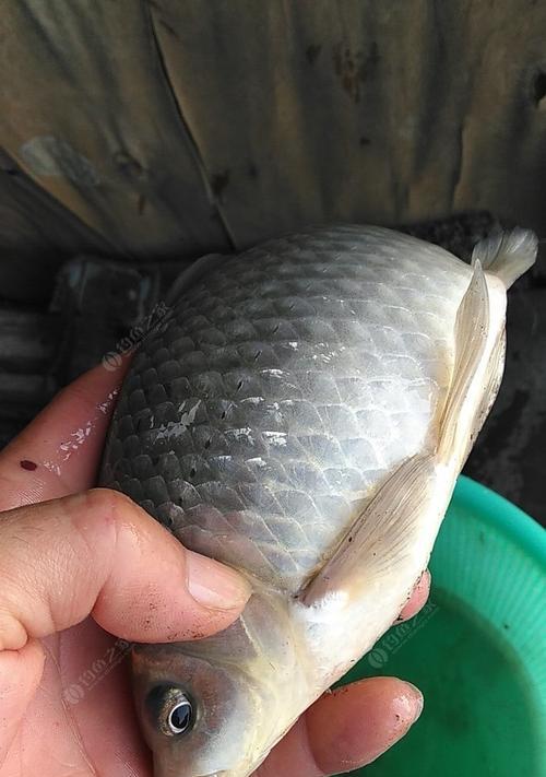 如何调制一袋装钓鱼饵料？调制技巧有哪些？