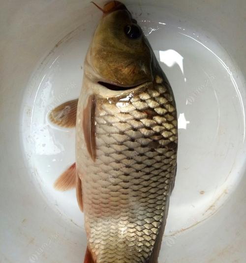 如何自制钓鱼饵？自制钓鱼饵有哪些常见问题和解决方法？