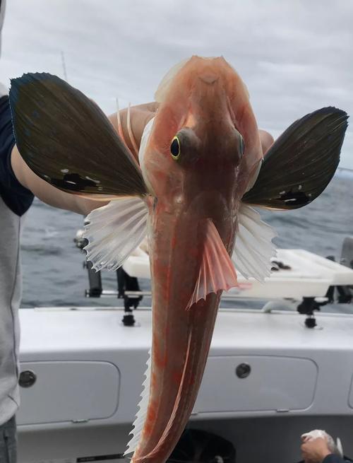 如何掌握海鲂钓鱼技巧？海鲂钓鱼发烧友常遇到哪些问题？