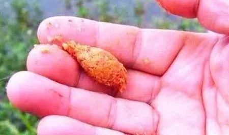 钓鱼方法技巧与细节有哪些？如何提高钓鱼效率？