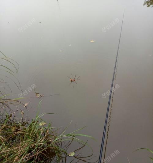 下雨天钓鱼有哪些方法与技巧？如何提高钓鱼成功率？