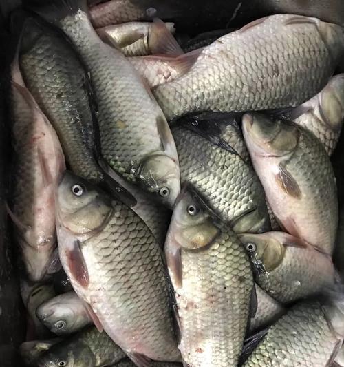 钓鱼放鱼饵技巧有哪些？如何正确使用鱼饵提高钓鱼效率？