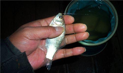 如何掌握钓鱼飞鱼的技巧？飞鱼钓鱼有哪些常见问题？