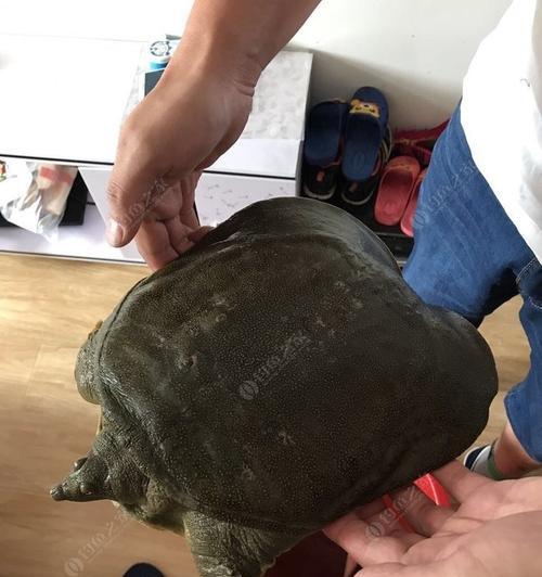 如何使用钓鱼竿钓甲鱼？掌握哪些技巧和方法能提高成功率？