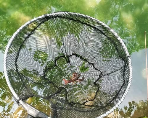 如何用钓鱼竿钓螃蟹？掌握这些技巧轻松捕获！