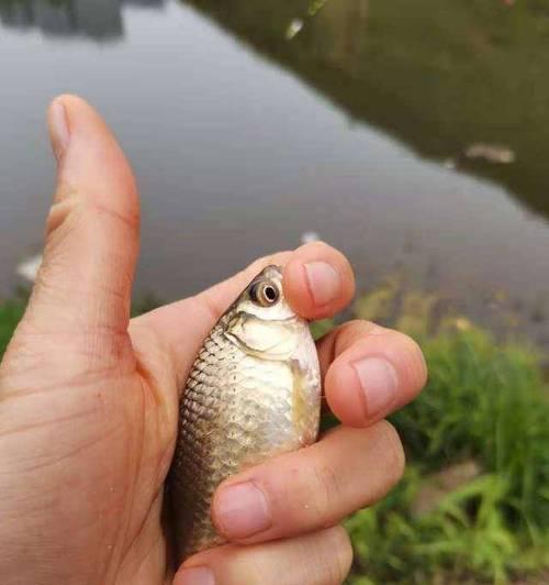 如何使用钓鱼竿钓乌龟？掌握这些技巧轻松上手！